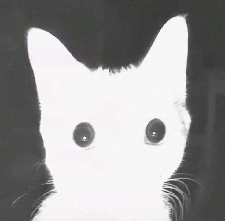 Мой второй мем